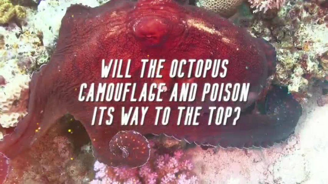 ⁣Squid VS Octopus