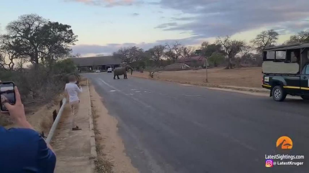 ⁣Elephants Show Tourists Why You Shouldn't Get Out Your Car