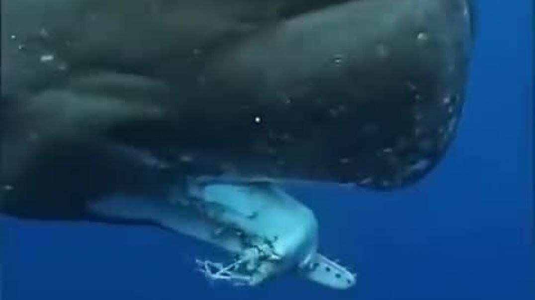 ⁣Sperm Whale found eating a Giant Squid: Heres what happened right before.