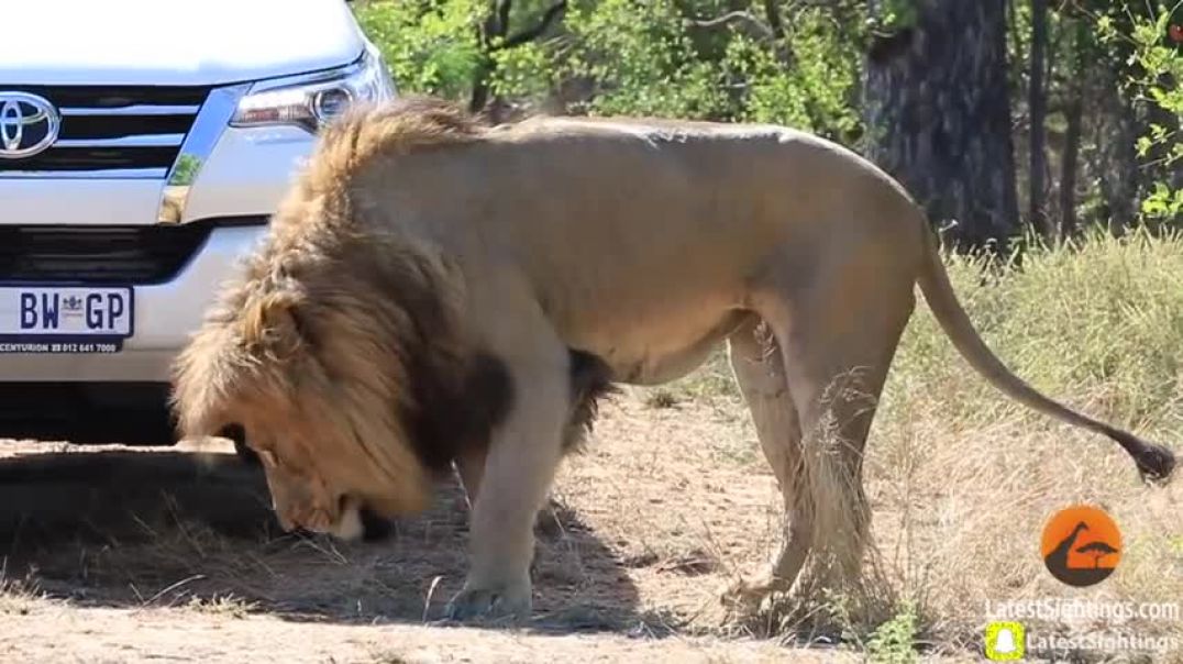 Lion Shows Tourist Why Windows Should be Closed!