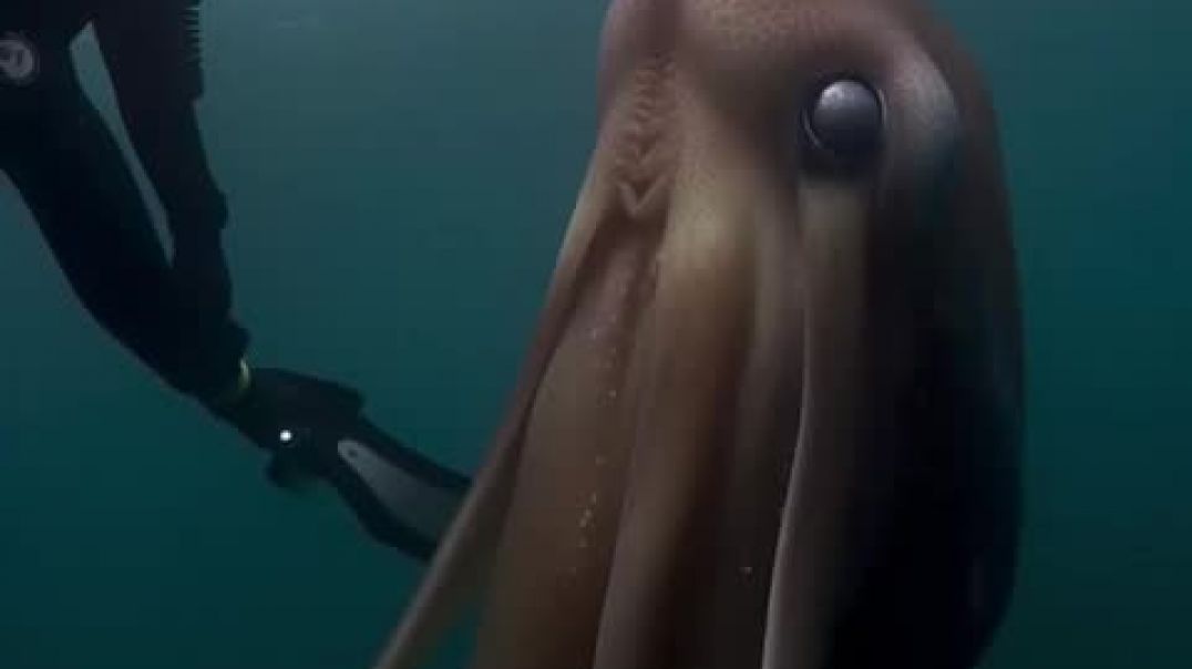 Top Ten Giant Squid Sightings - Part Two