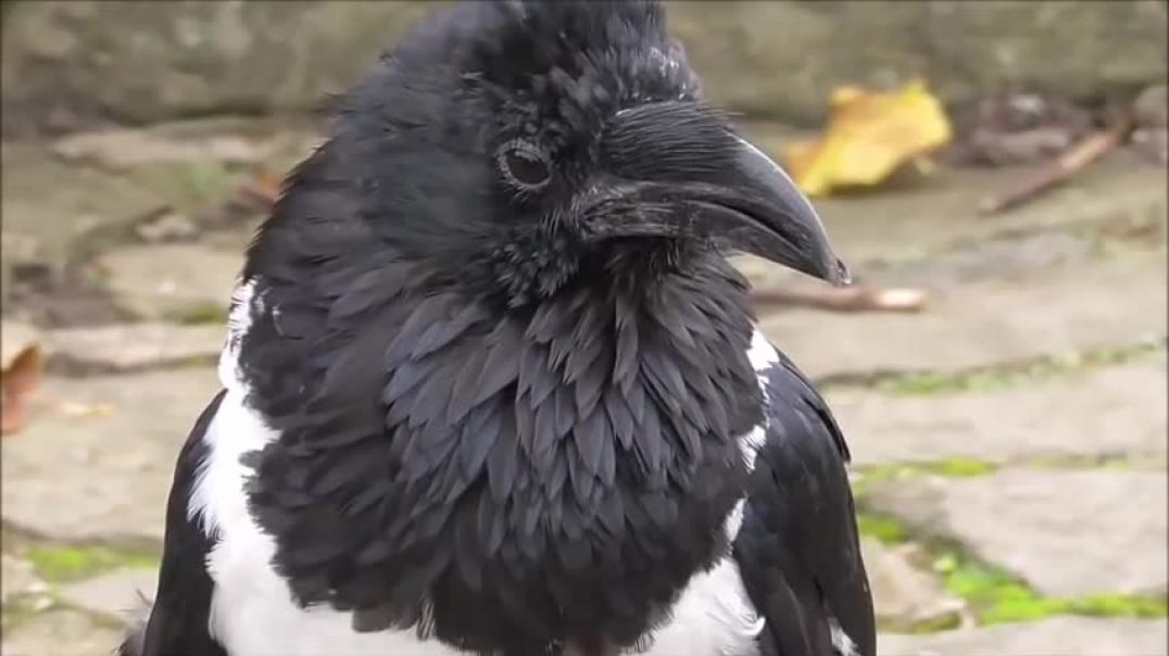 Talking Raven