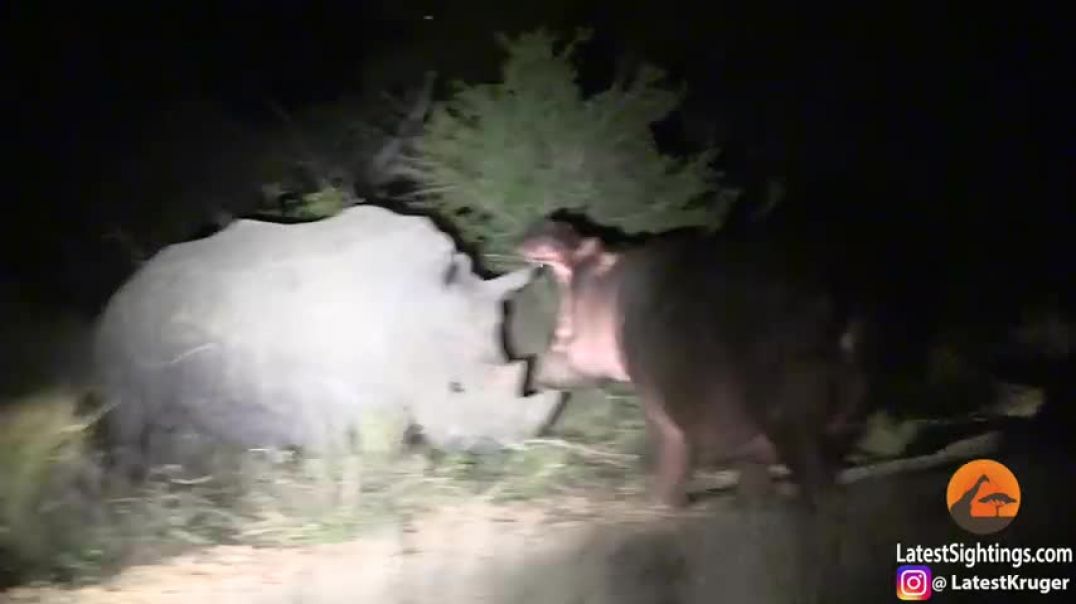 ⁣Hippo Learns Lesson From Rhinos