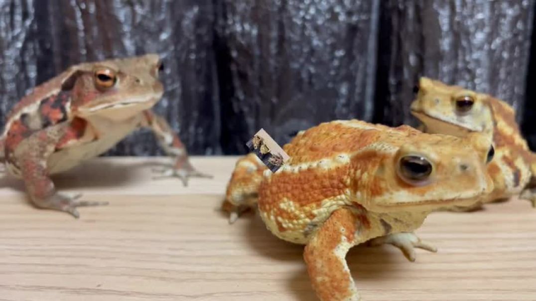 Never hold your farts in！The toads say yoisho and fart miyako toad,japanese toad