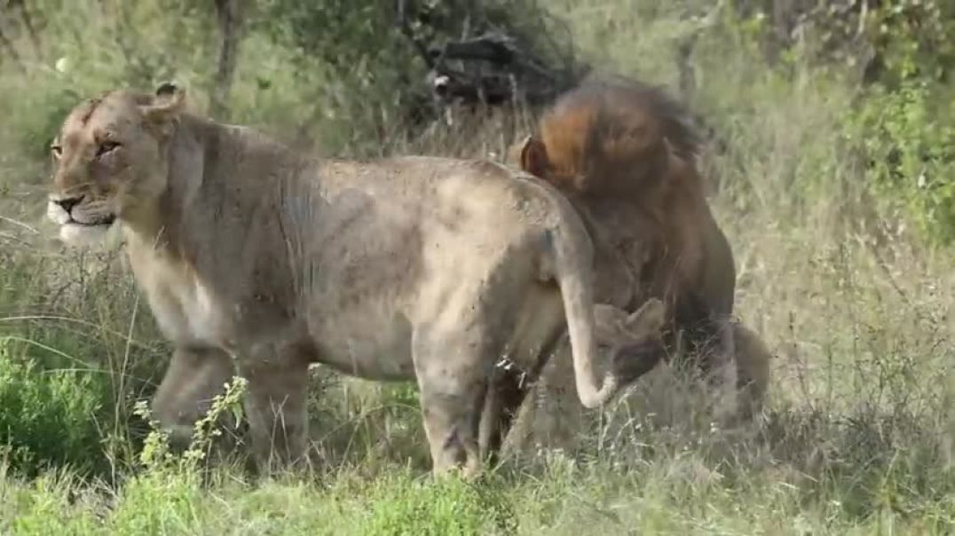 MALE LION mates with young LIONESS for the first time