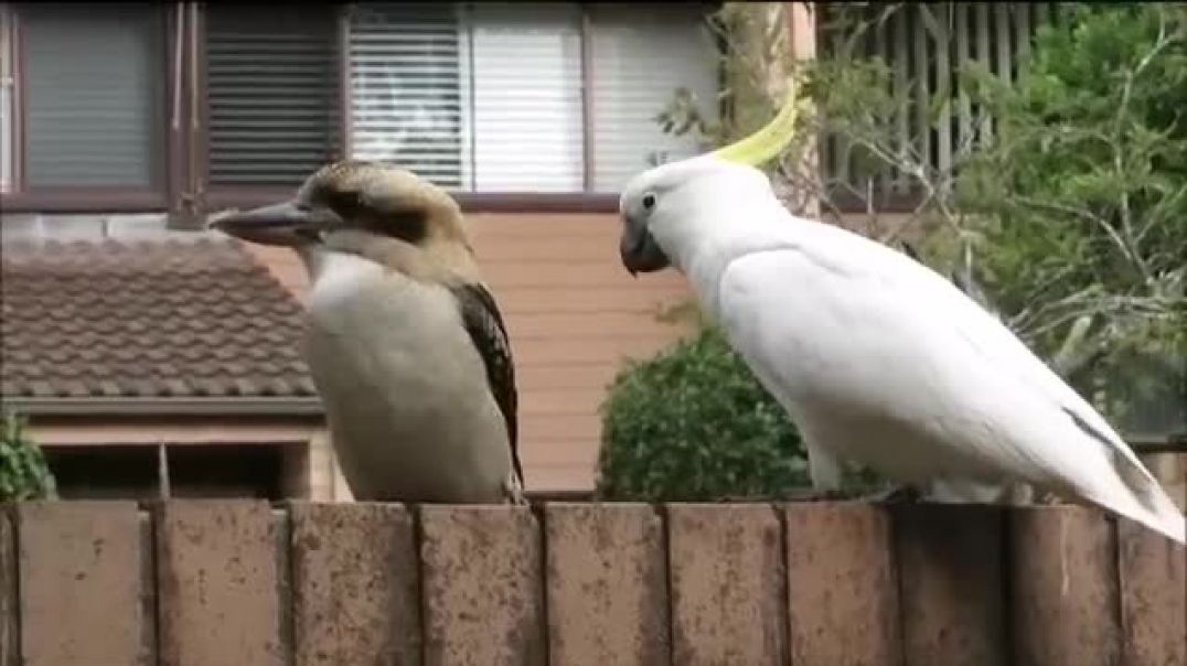 ⁣Cockatoo teasing Kookaburra