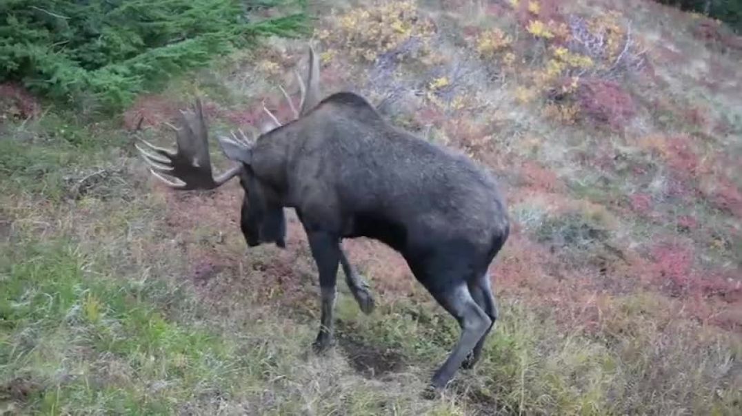 ⁣Moose Pit Behavior Caught On Camera