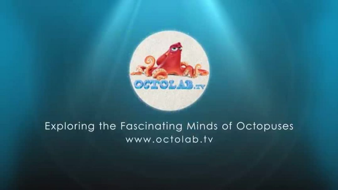 ⁣Octopus With a Big Dilemma - Behavior Observation Test
