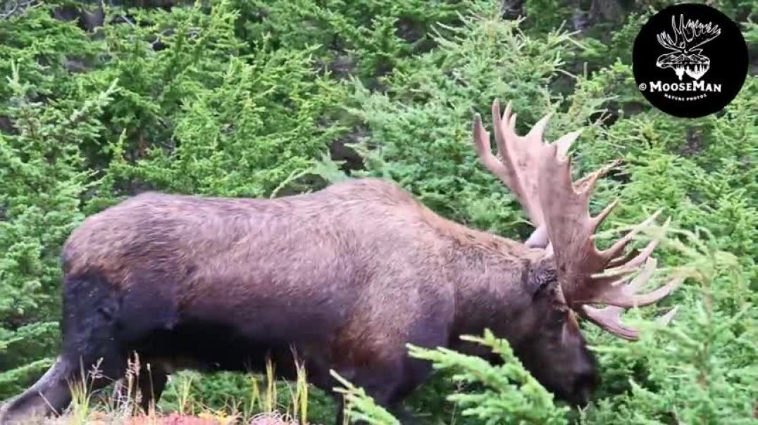 ⁣Alaska Bull Moose Fight To The Finish!