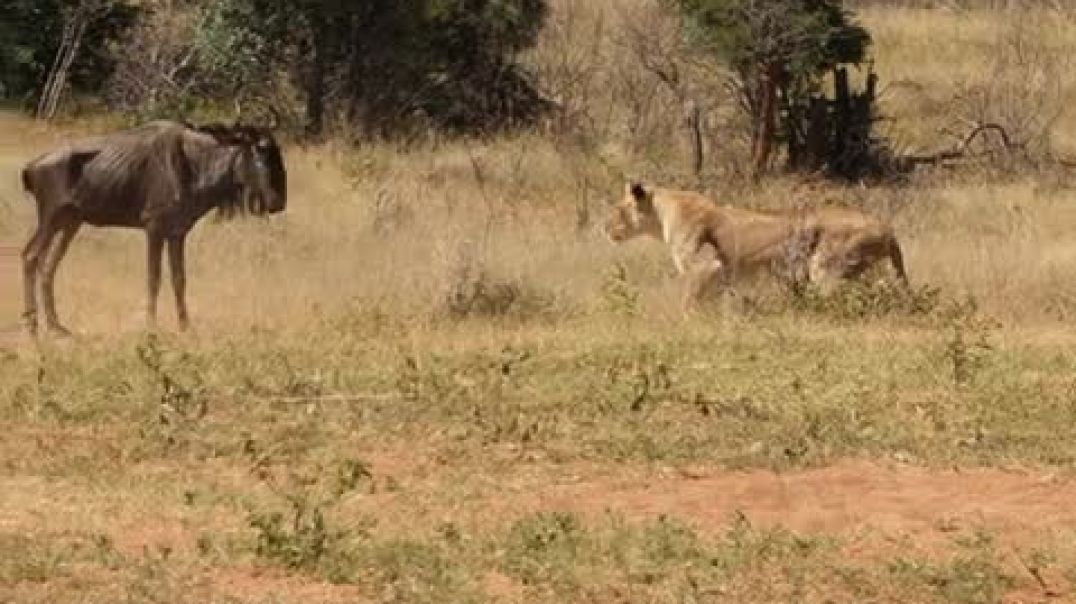 ⁣Wildebeest Falls Asleep in Front of Lion