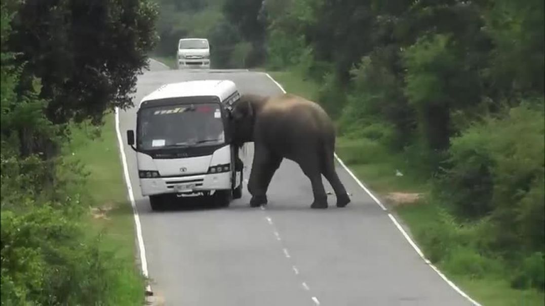 ⁣breaking vehicles by wild elephants #wildelephant #attack