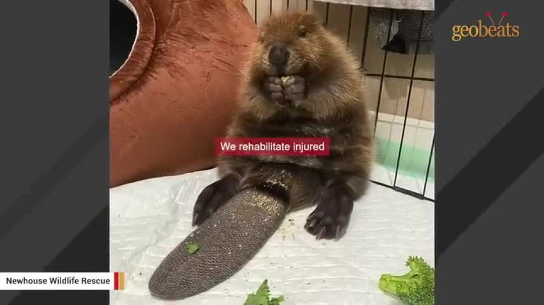 ⁣Baby beaver has uncanny object recognition