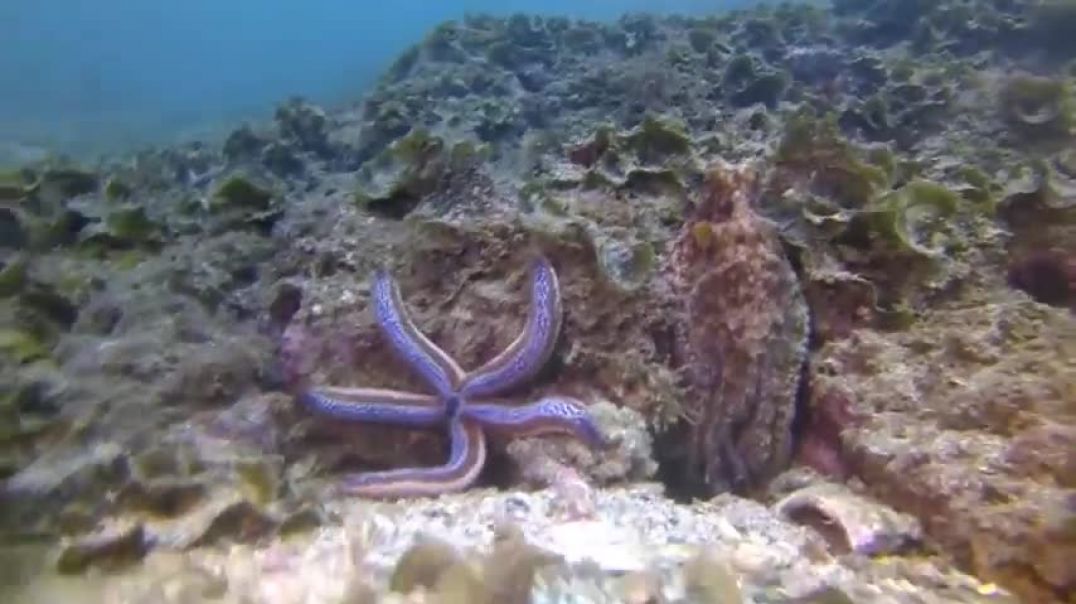 ⁣Octopus Punches Fish