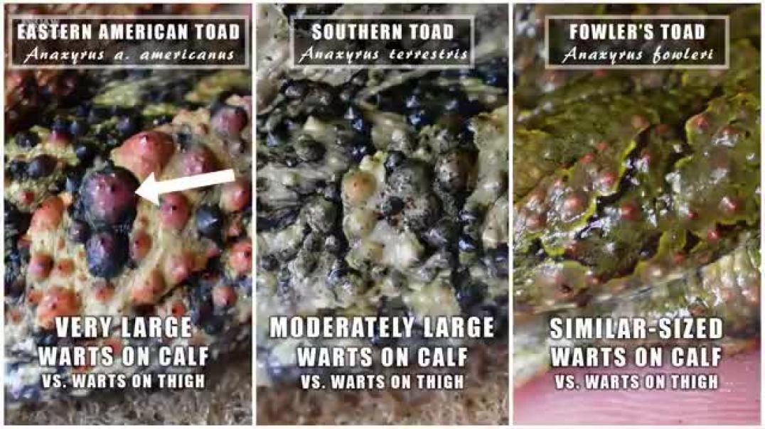 ⁣American Toad, Southern Toad & Fowler's Toad, How to Tell Them Apart