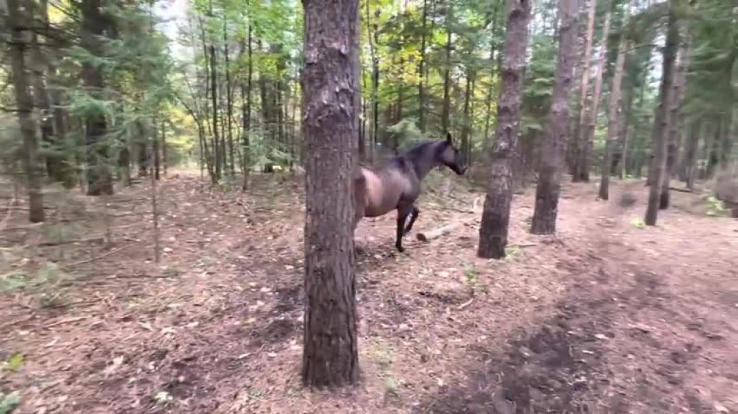 ⁣Horse kicks tree, farts on dogs then runs away