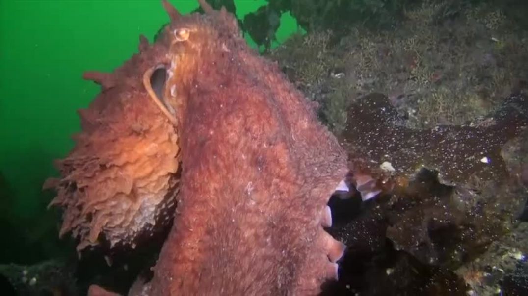 Friendly giant Pacific octopus