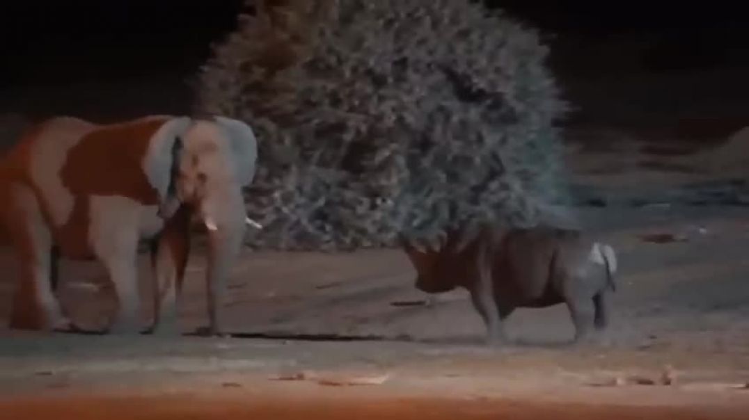 ⁣Angry Elephant  Rhino JungleFight @Night  a Big Deep Wound#viral #youtubevideo#youtube#animallife