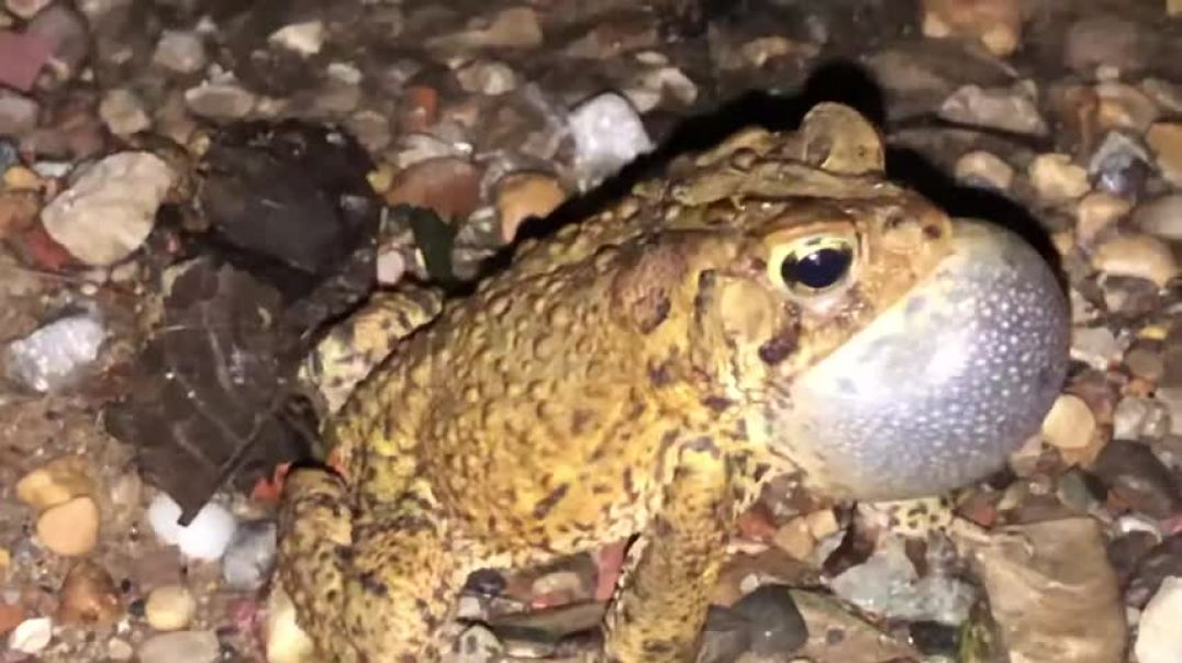 ⁣American toad calling