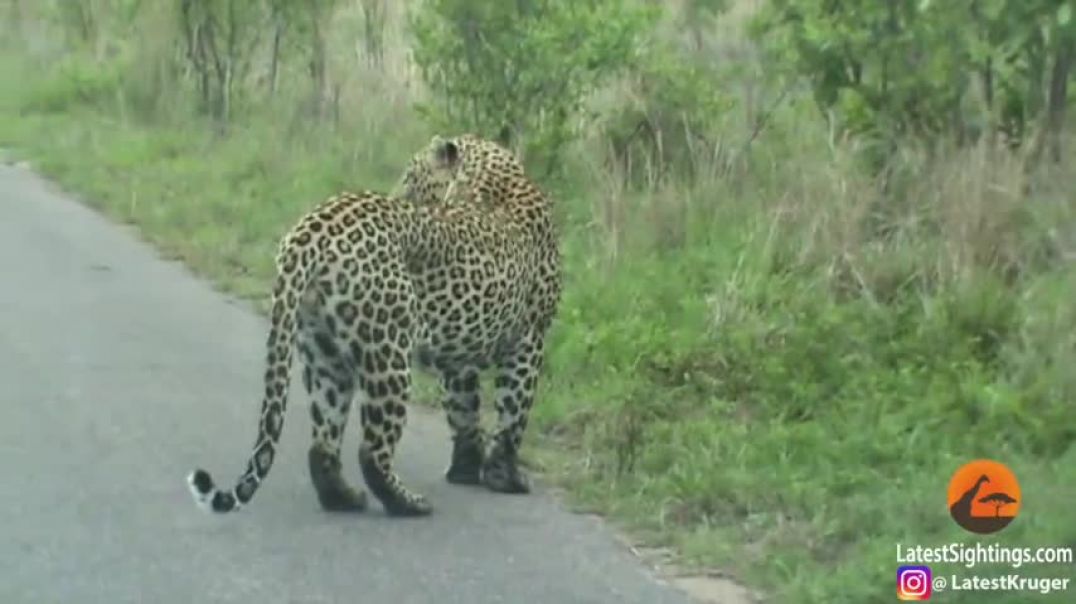Cheetah Walks Right into a Leopard