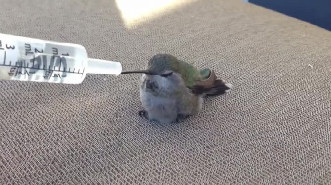 Watch the look in its eyes at the end. Hummingbird rescue