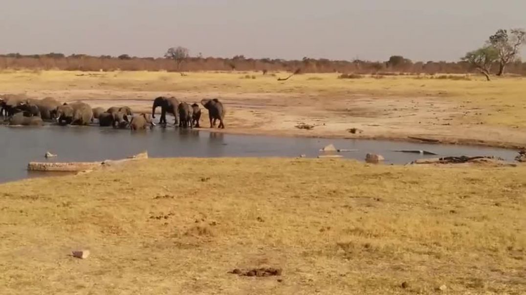 ⁣Elephants charge Crocodiles