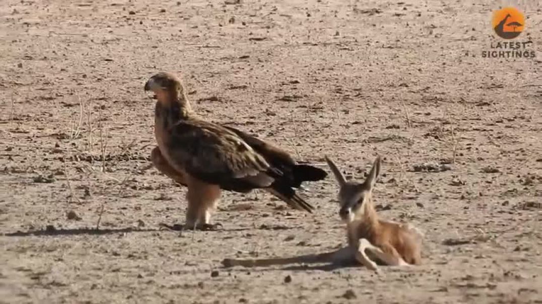 ⁣Abandoned Baby Buck gets Attacked by Eagles