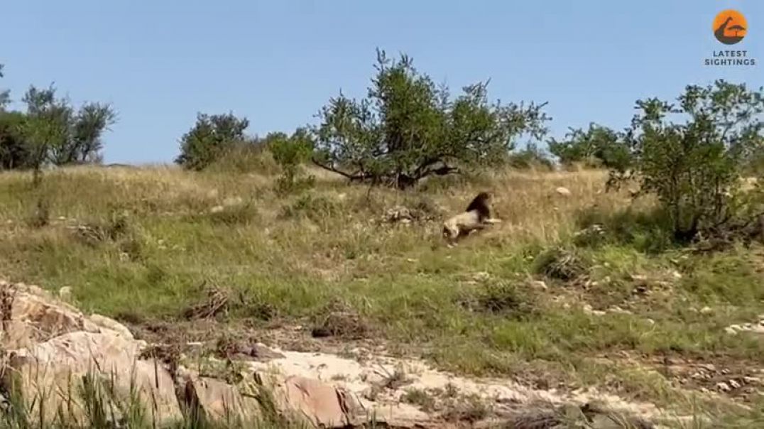 ⁣Male Lion Catches and Drags Entire Buffalo