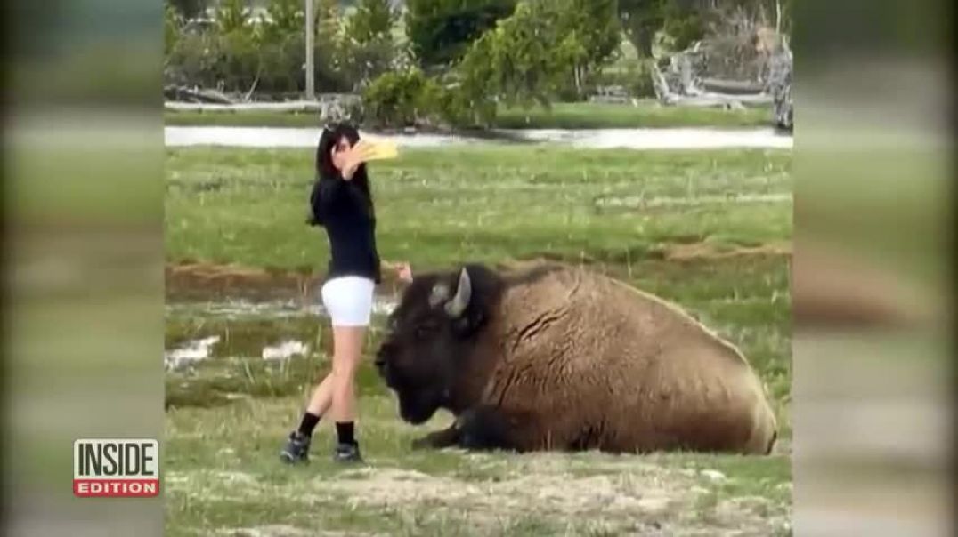 ⁣Gigantic Bison Lunges at Tourist Who Tried to Pet It