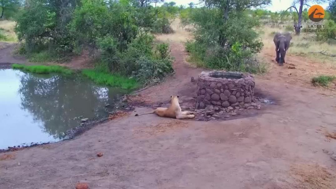 Elephant Sprays Water at Lion