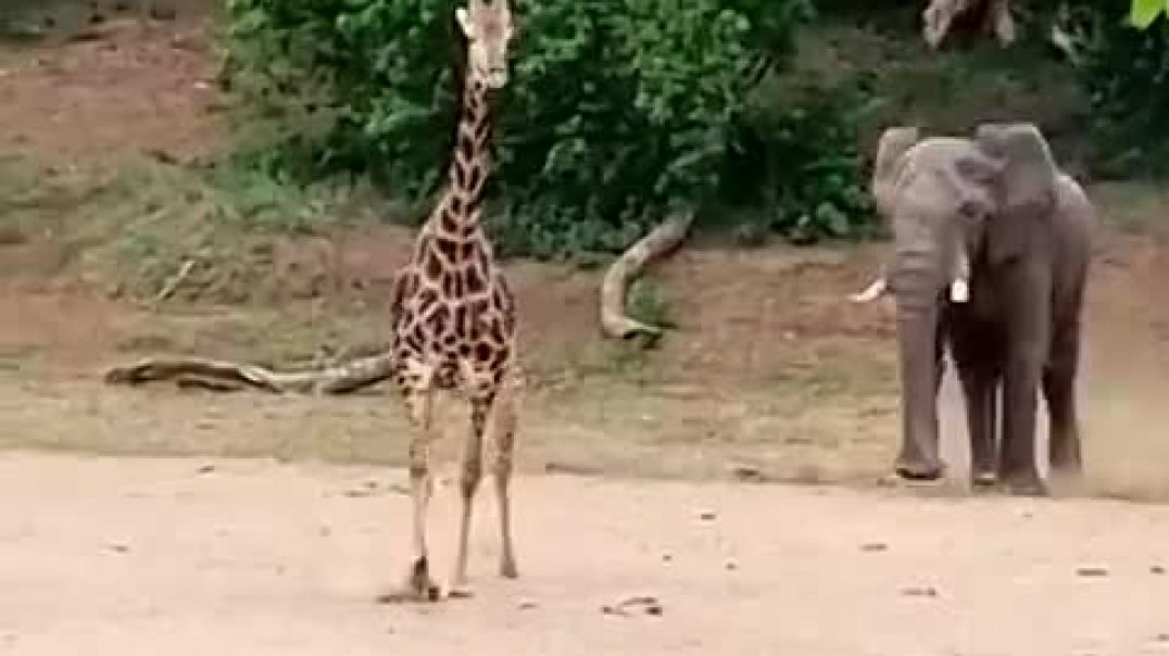 ⁣Giraffe Escapes Charging Elephant