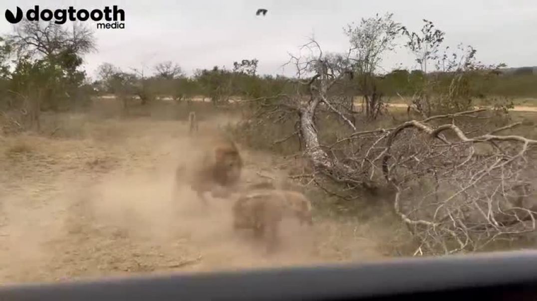 ⁣Lion Attacks Hyena Just SIX FEET Away From Tourists   Dogtooth Media