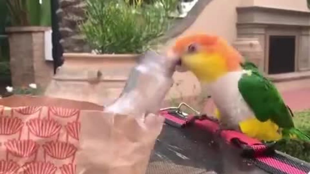 ⁣Smart And Funny Parrots Parrot Talking Videos Compilation (2023) - Cute Birds #8