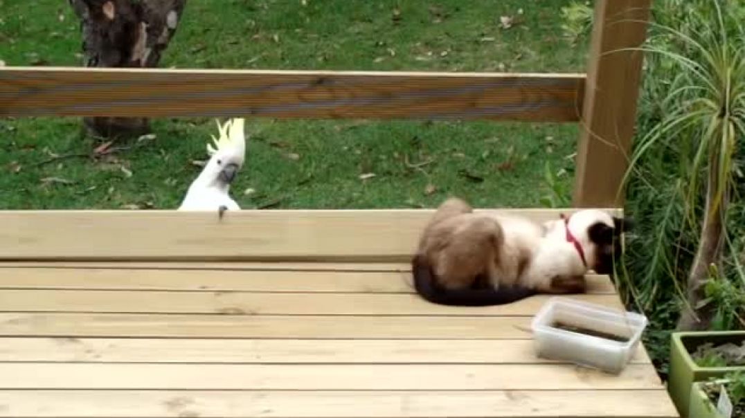 ⁣Cockatoo attacks cat