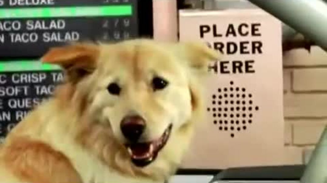 ⁣Subaru Dog Commercials Compilation 8 commercials