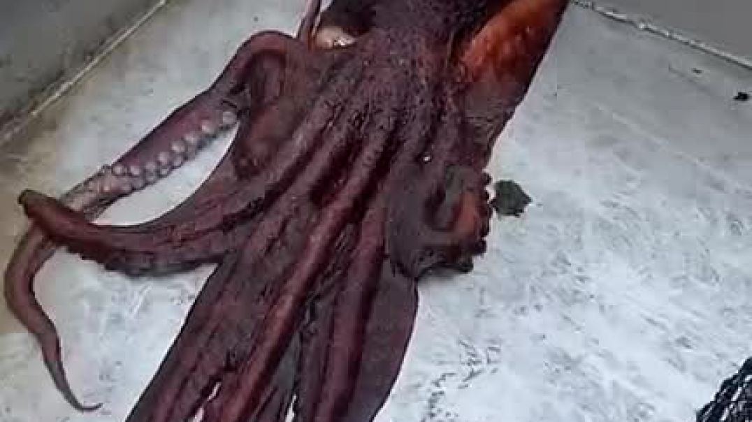⁣Giant Pacific Octopus Shapeshifter British Columbia
