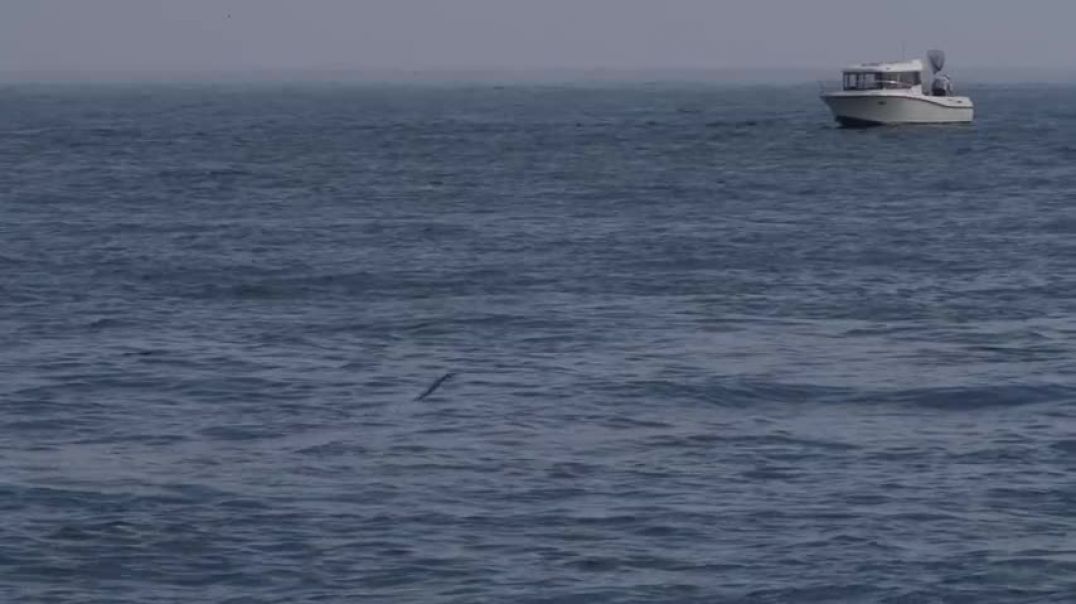 ⁣UNBELIEVABLE Giant Bluefin TUNA chasing Garfish in South Devon!