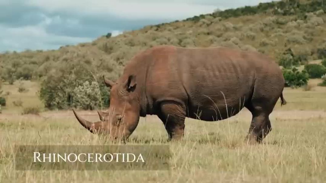 ⁣6 Animals That Could Defeat A Rhinoceros