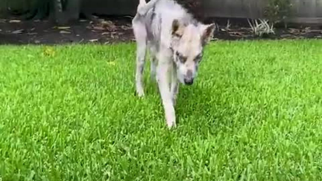 ⁣Walking skeleton turns into the most beautiful husky