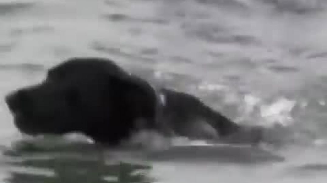 ⁣BABY SEAL Gets YEETED 100 ft By ORCA! #shorts