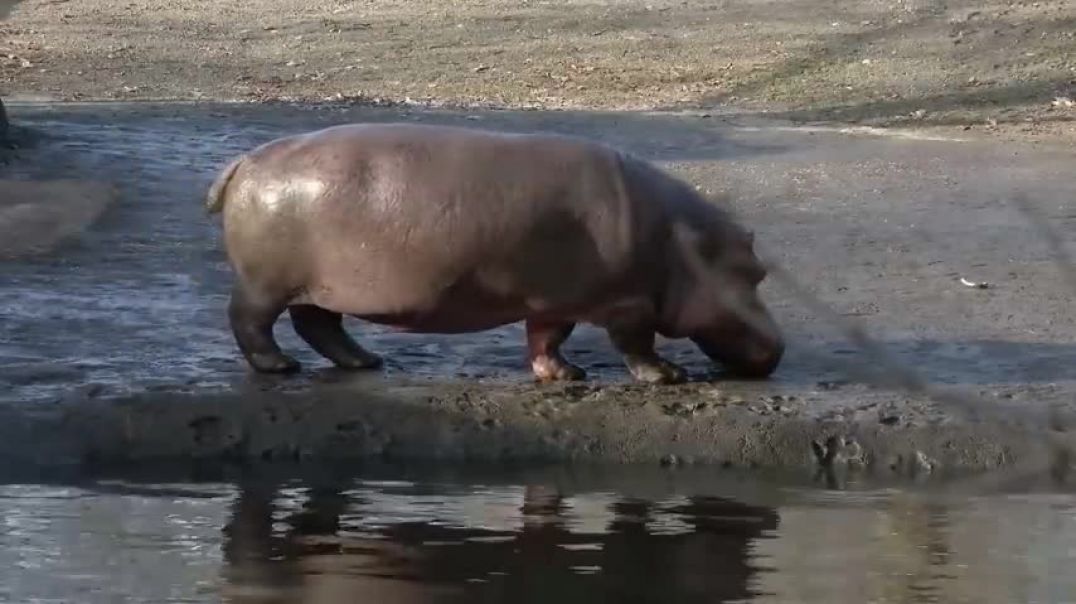 ⁣6 Animals That Could Defeat a Hippopotamus