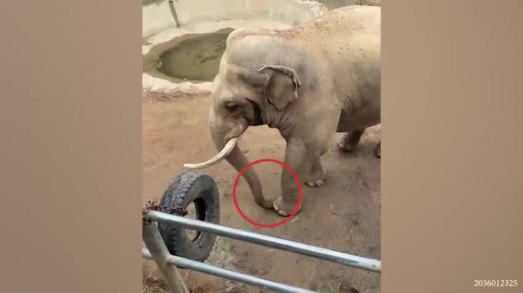 ⁣Animals Doing Funny Things  Funniest Animal Videos