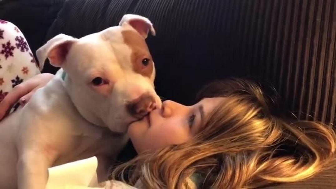 ⁣Pitbull interrupts a girl playing Playstation   Dogs are Cute