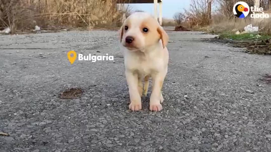 ⁣Puppy Found With Garbage Wouldn't Stop Shaking | The Dodo