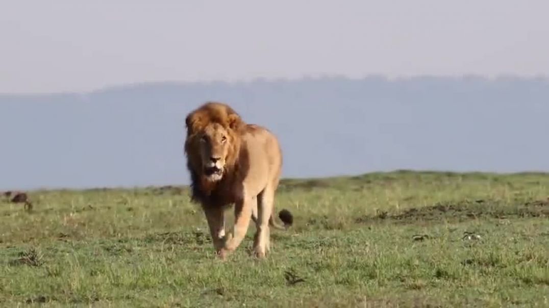 ⁣6 Most Powerful Extinct Lion Species