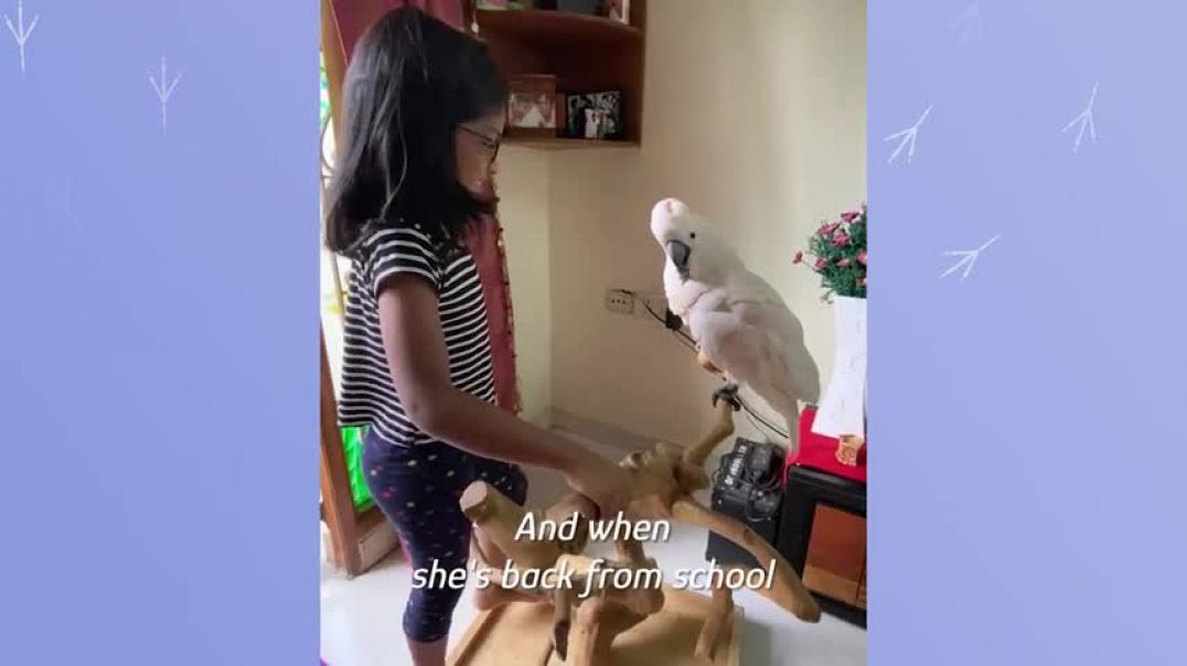 ⁣Jumping Cockatoo Listens To Little Sister And No One Else   Cuddle Buddies