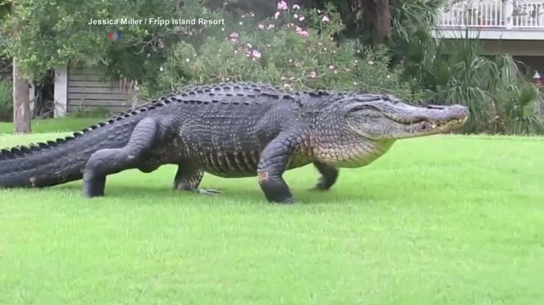 ⁣Massive alligator casually walks across golf course