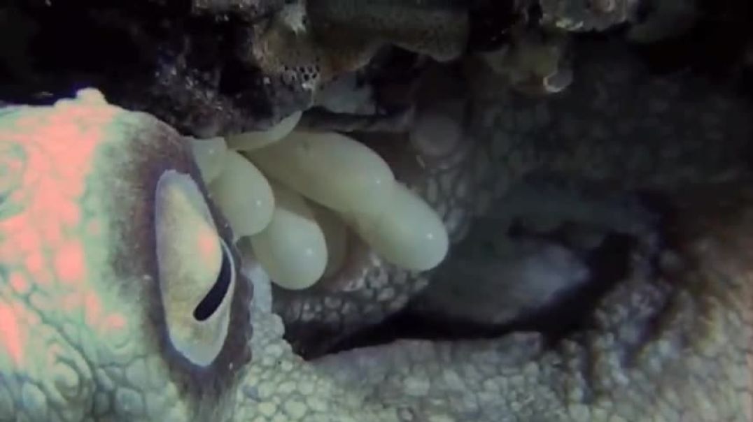 Octopus eggs hatching