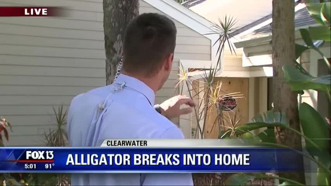 ⁣Florida woman comes face-to-face with alligator in kitchen