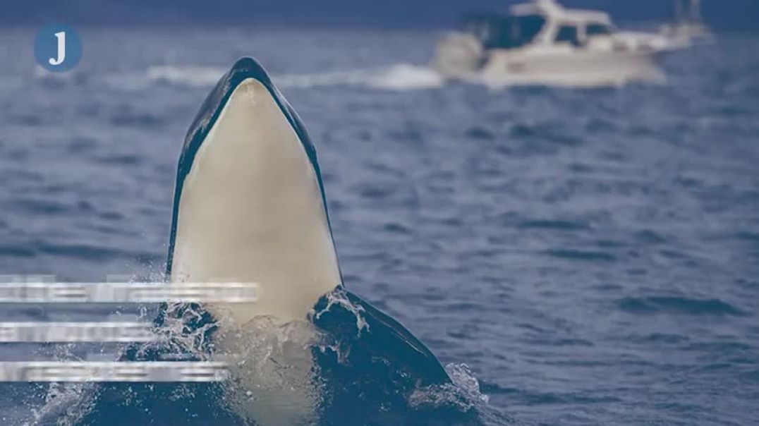 ⁣Listen to these Orca whales imitate human speech