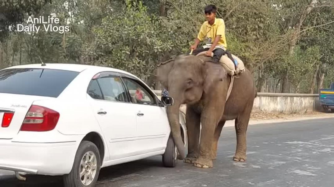 Elephant Video Funny   Bangladeshi Elephant Poop   Watch How Elephant Defecate On Bangladesh Streets
